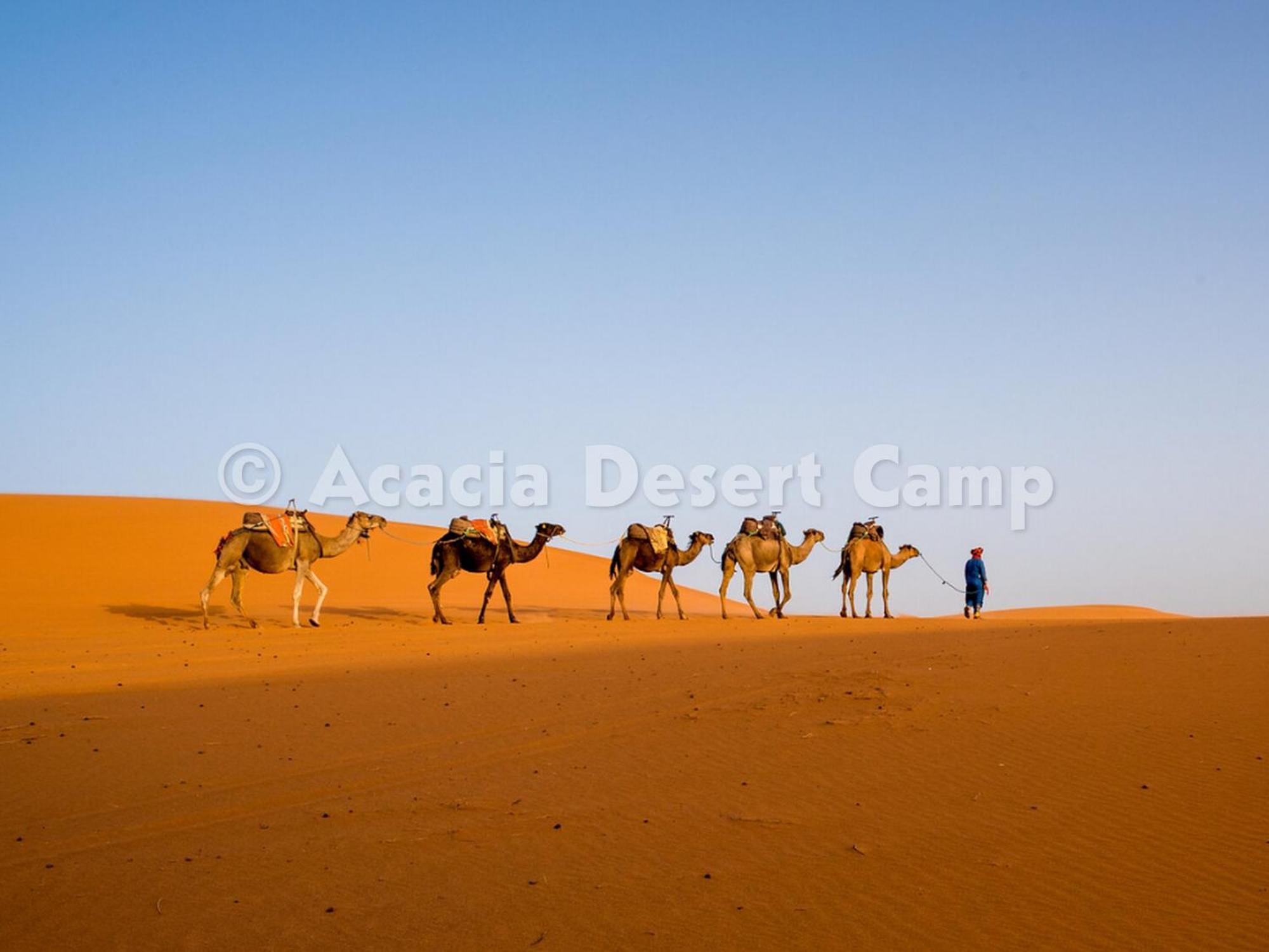 ホテル Acacia Desert Camp メルズーガ エクステリア 写真